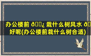 办公楼前 🌿 栽什么树风水 🕸 好呢(办公楼前栽什么树合适)